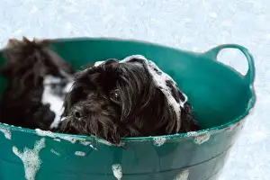 A puppy being bathed with dog shampoo